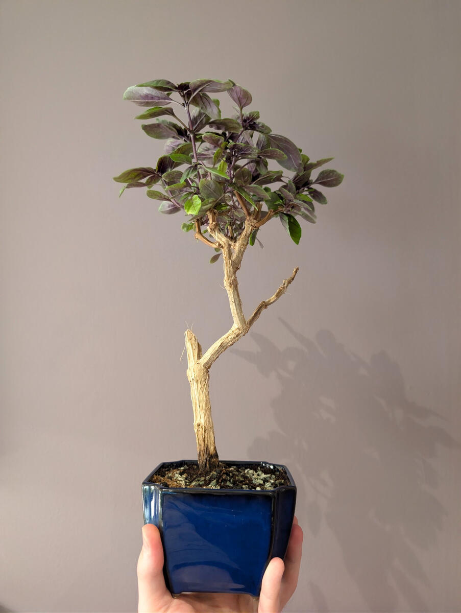 Genovese Basil