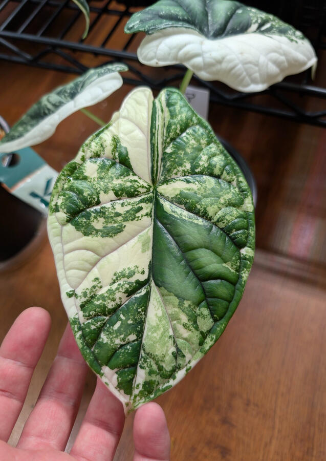 Alocasia Dragon Scale Albo
