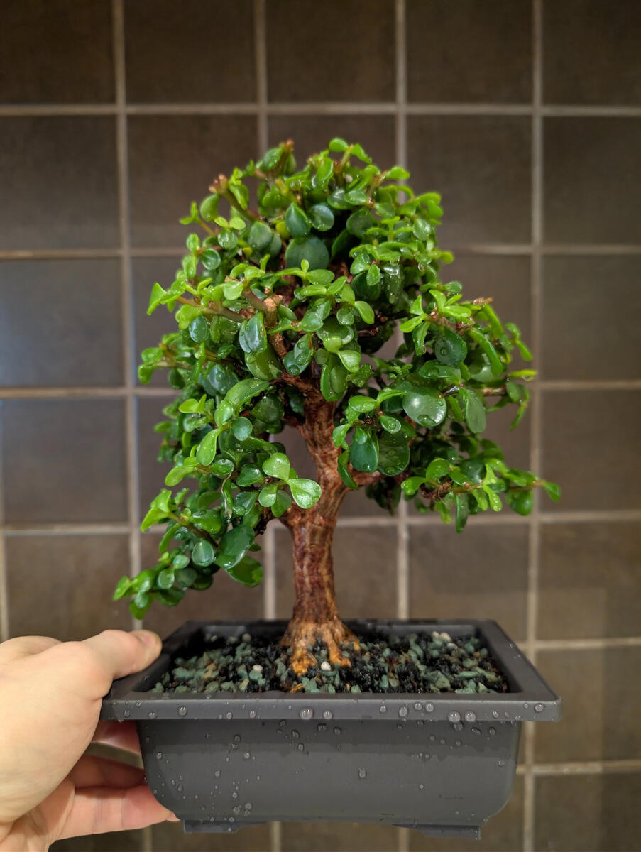 Dwarf Jade