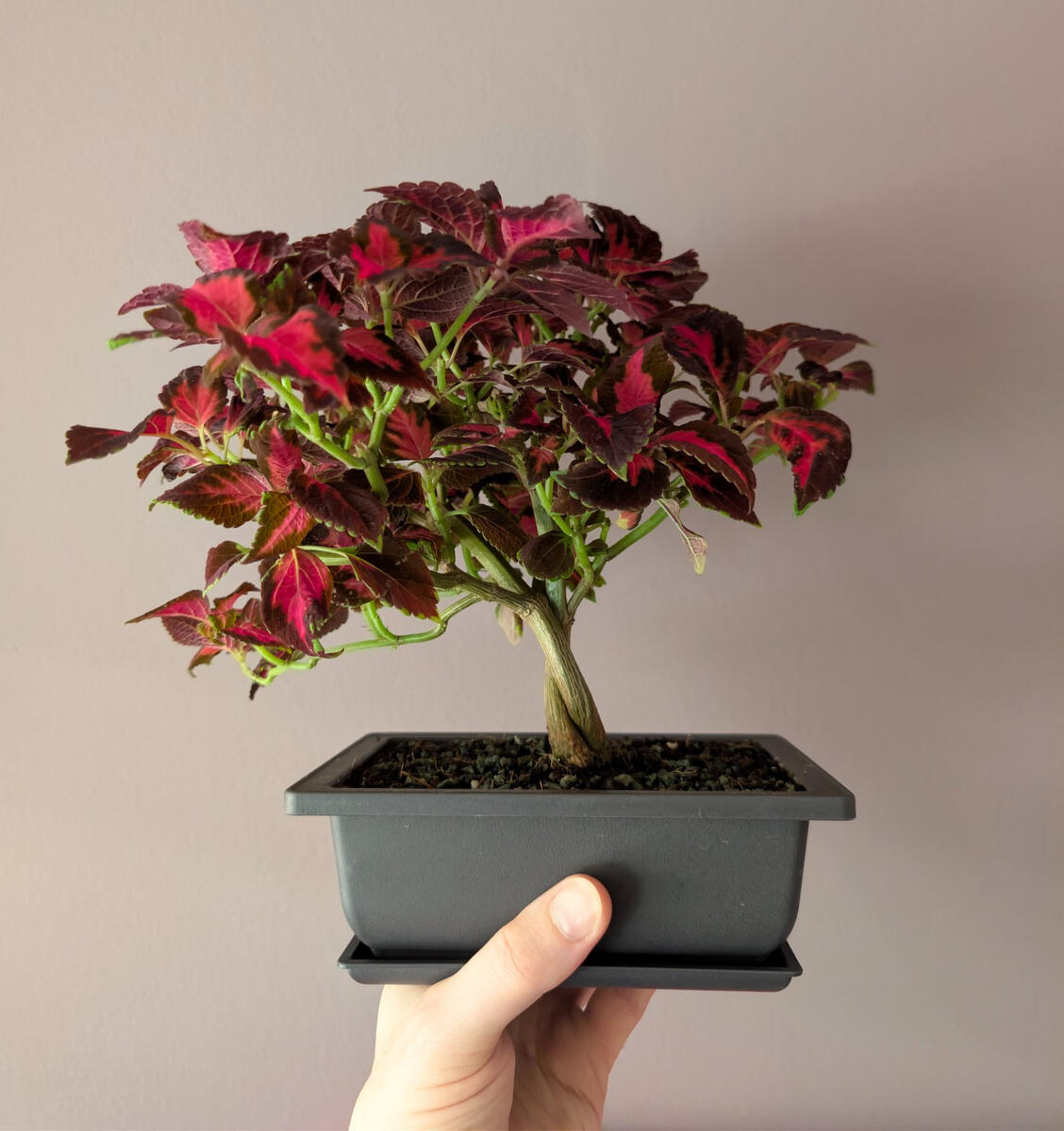 Red Coleus Fusion