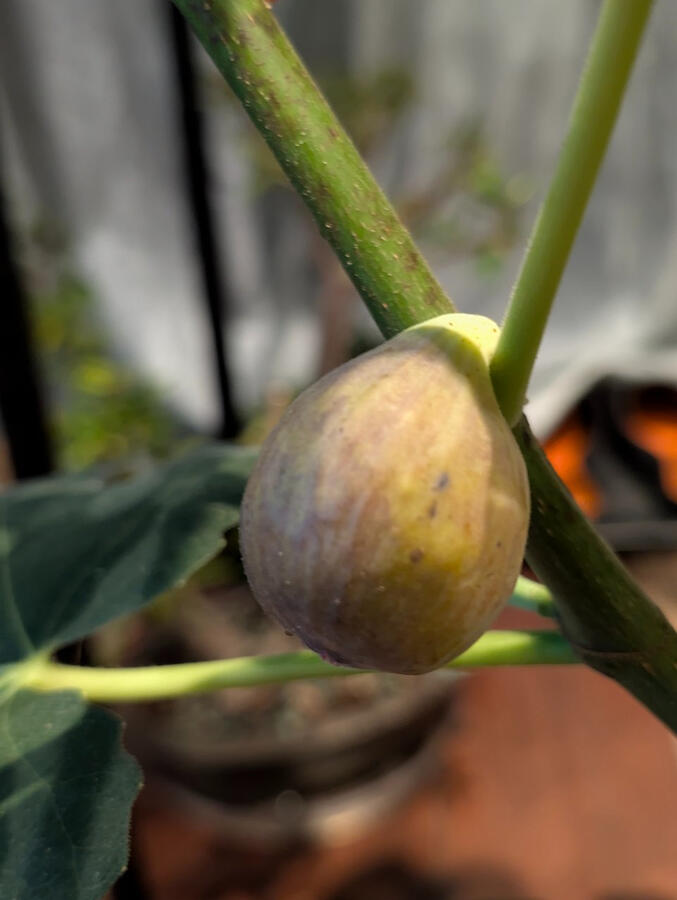 Indoor Chicago Fig