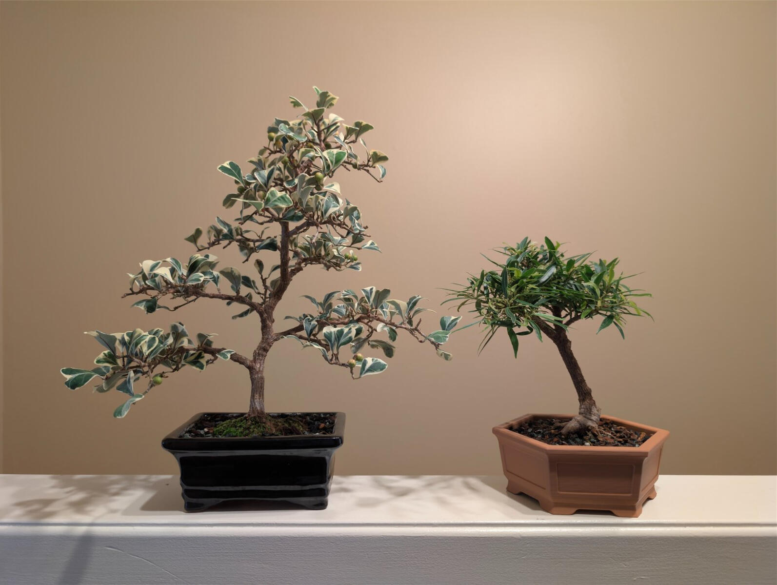 Ficus Triangularis & Willow Leaf Ficus