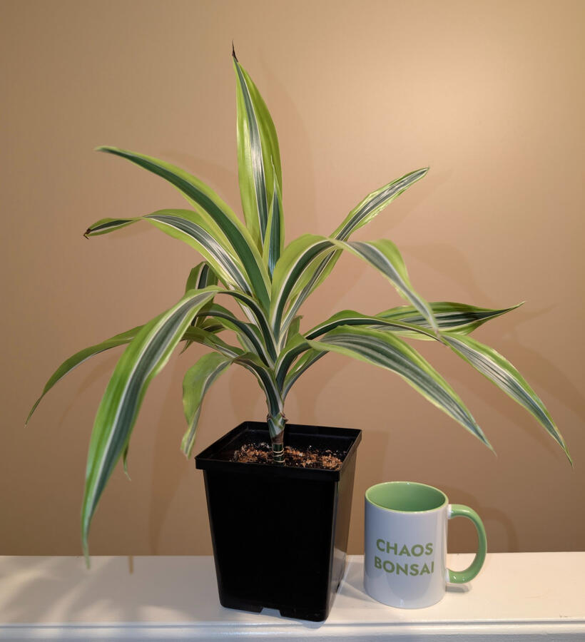 Lime Dracaena