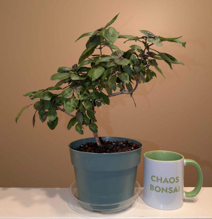 Genovese Basil