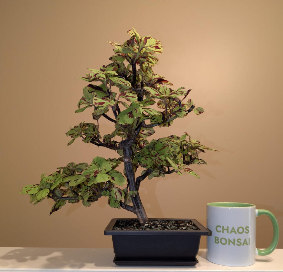 Presidio Coleus