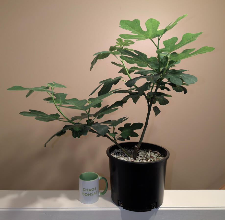 Chicago Hardy Fig