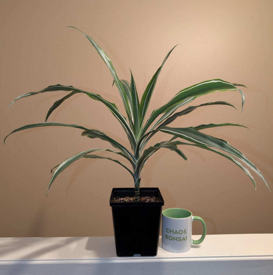Variegated Dracaena