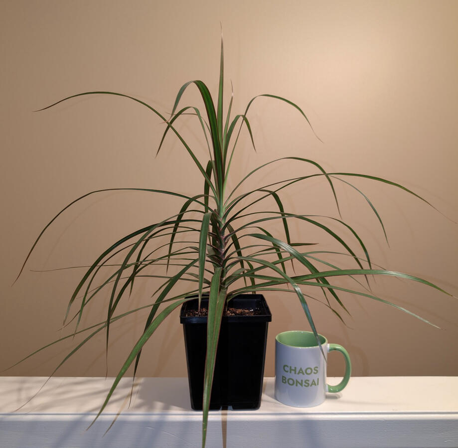 Dracaena Marginata