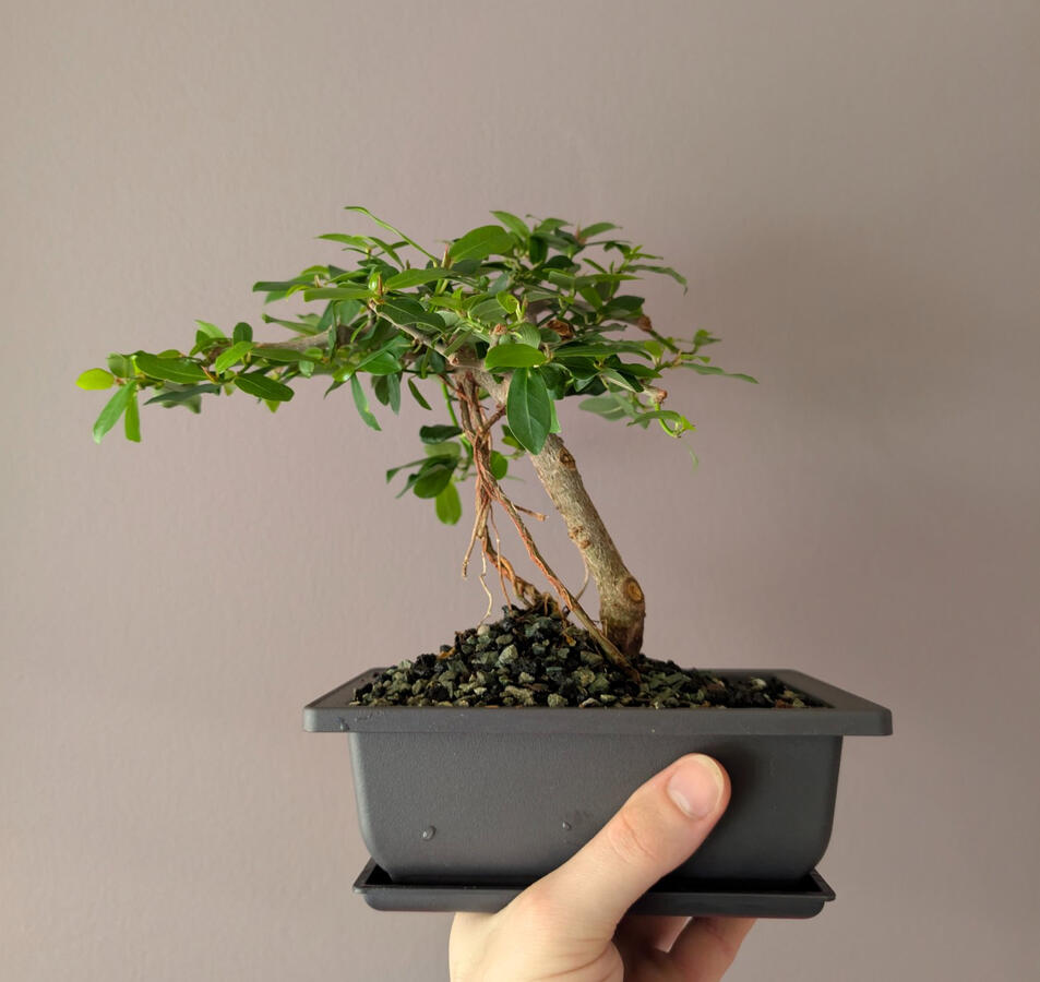 Veld Fig