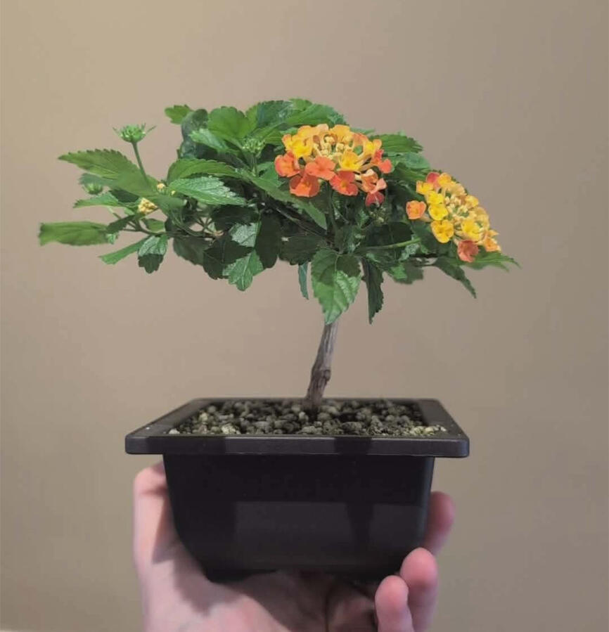 Broom Style Lantana