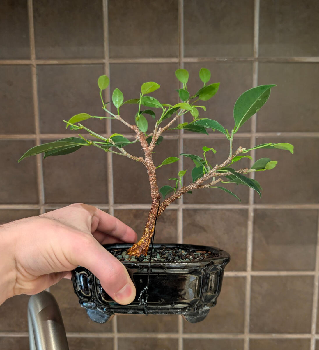 Tigerbark Ficus