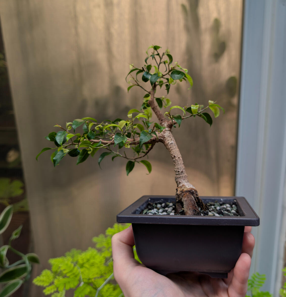 Ficus "Too Little"