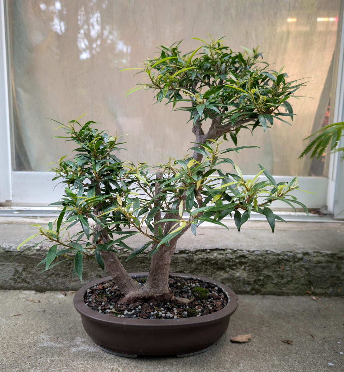 Willow Leaf Ficus