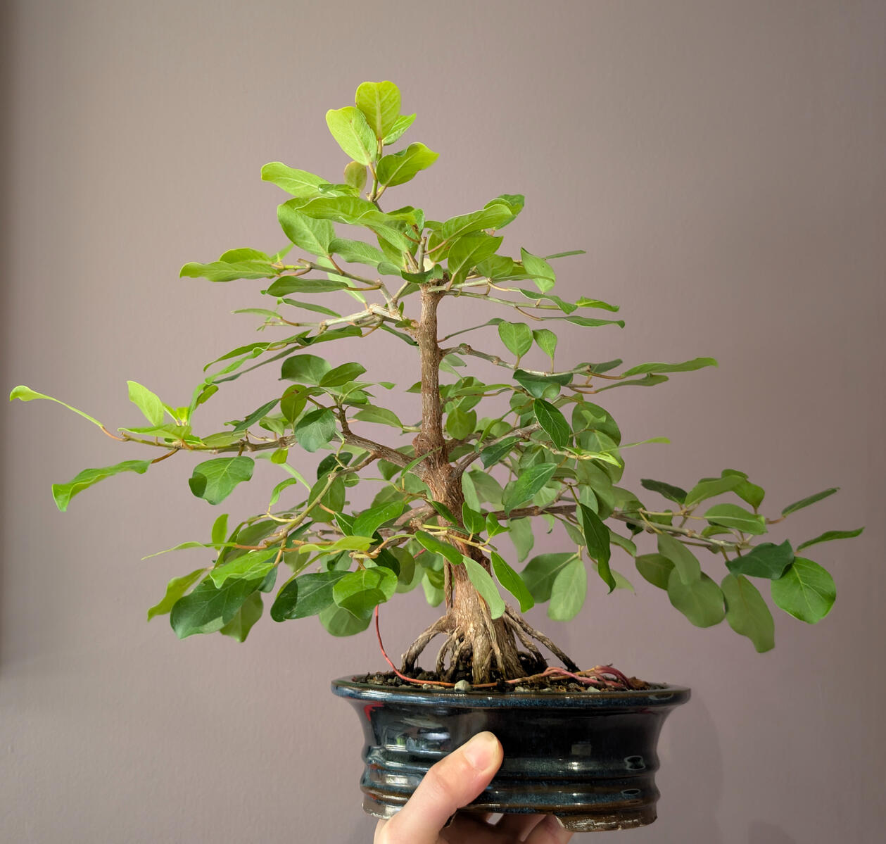 Natal Ficus