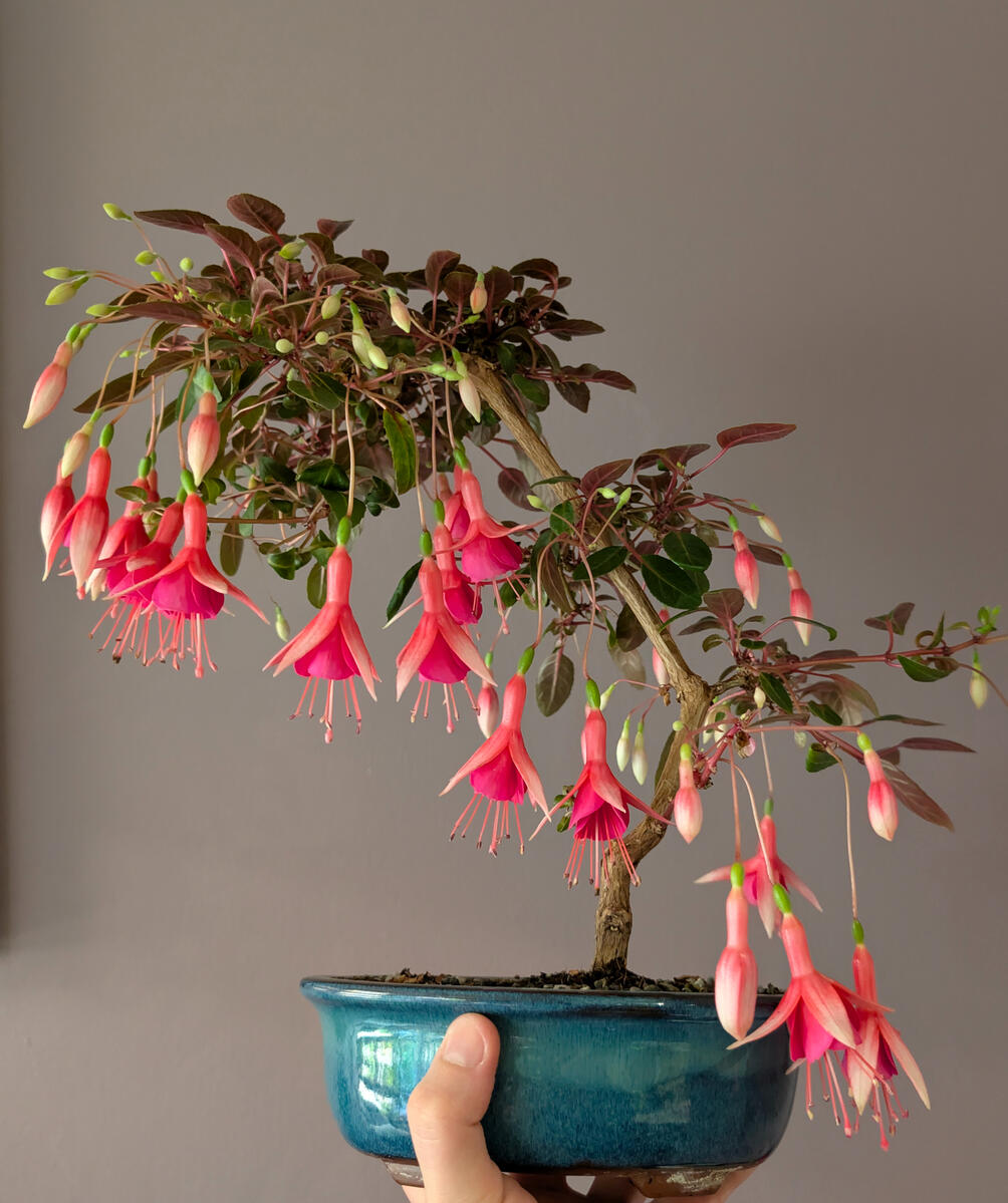 Ballerina Fuchsia