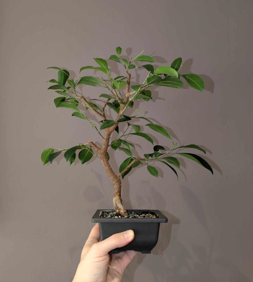Ficus Microcarpa