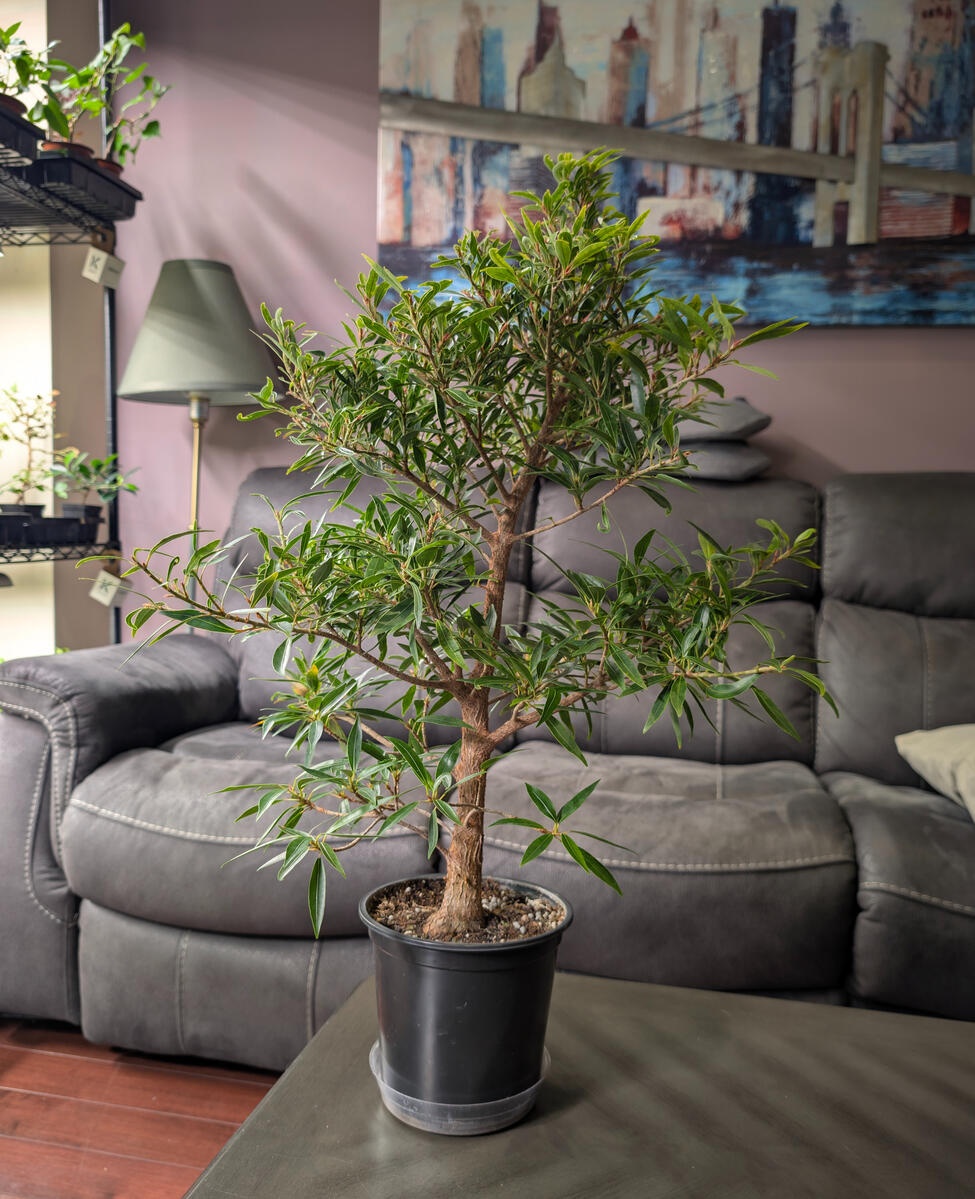 Willow Leaf Ficus