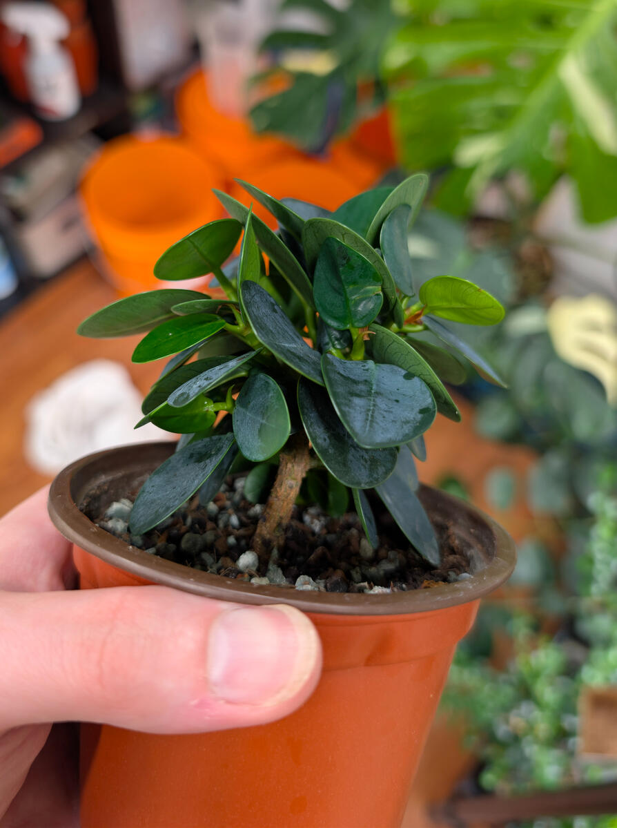 Green Island Ficus