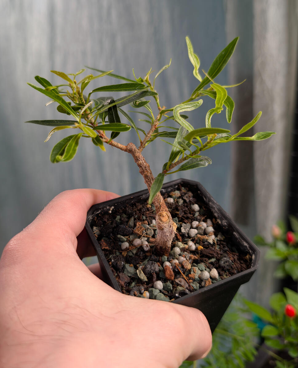 Willow Leaf Ficus