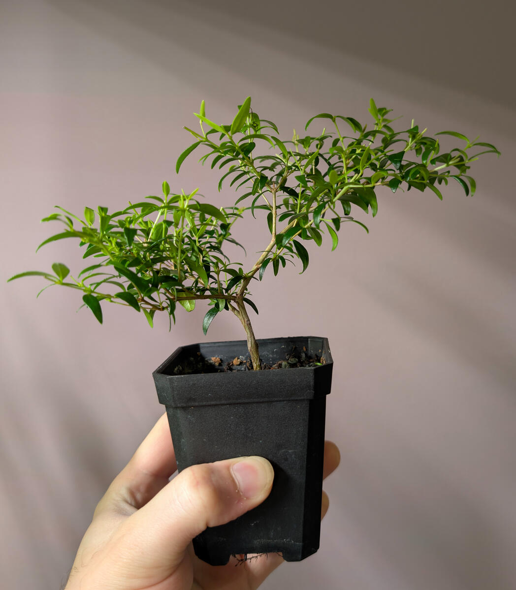 Flowering Myrtle