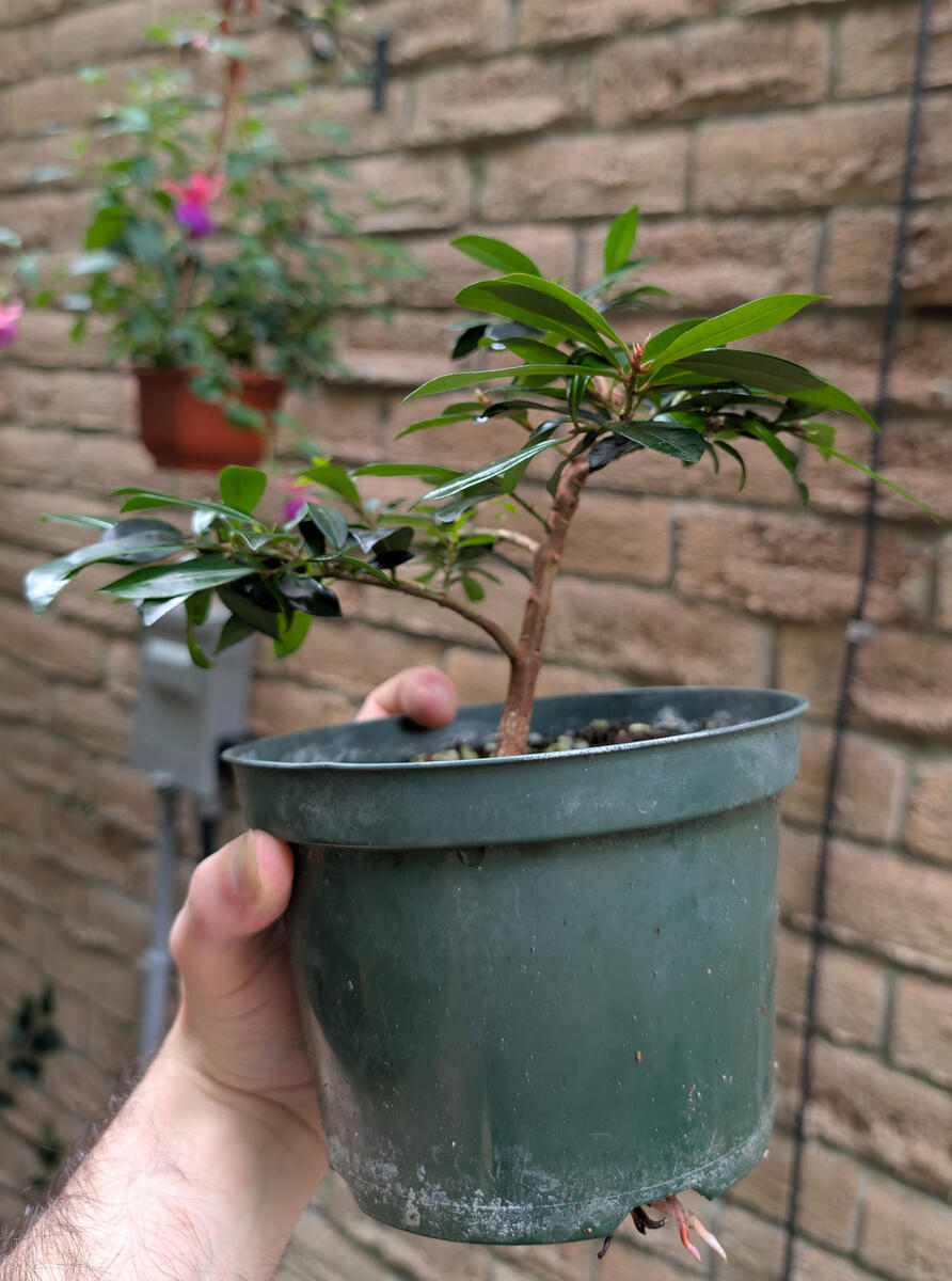 Brush Cherry
