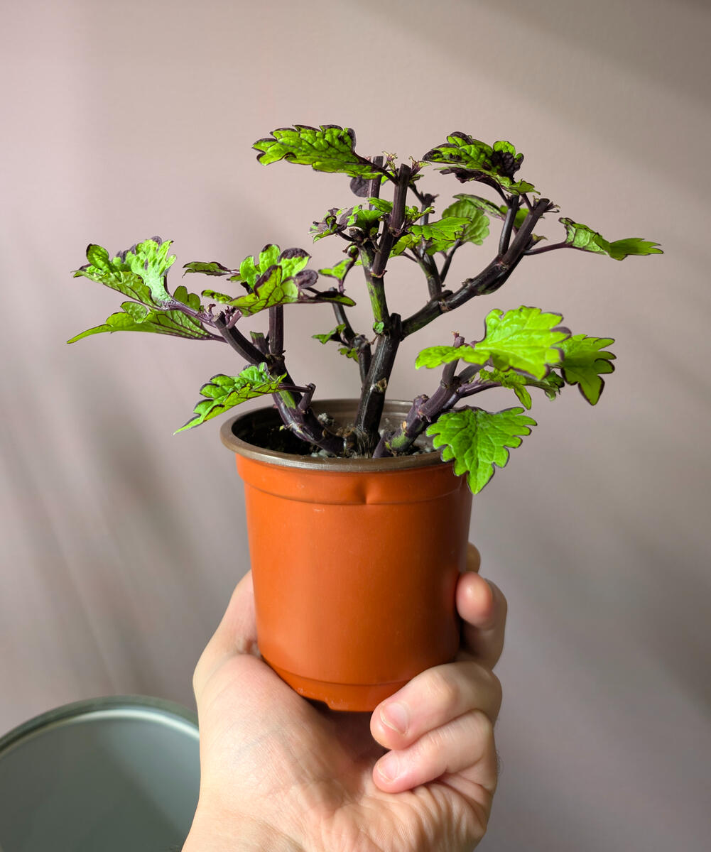 Oakleaf Coleus