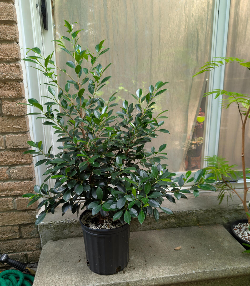 Tigerbark Ficus