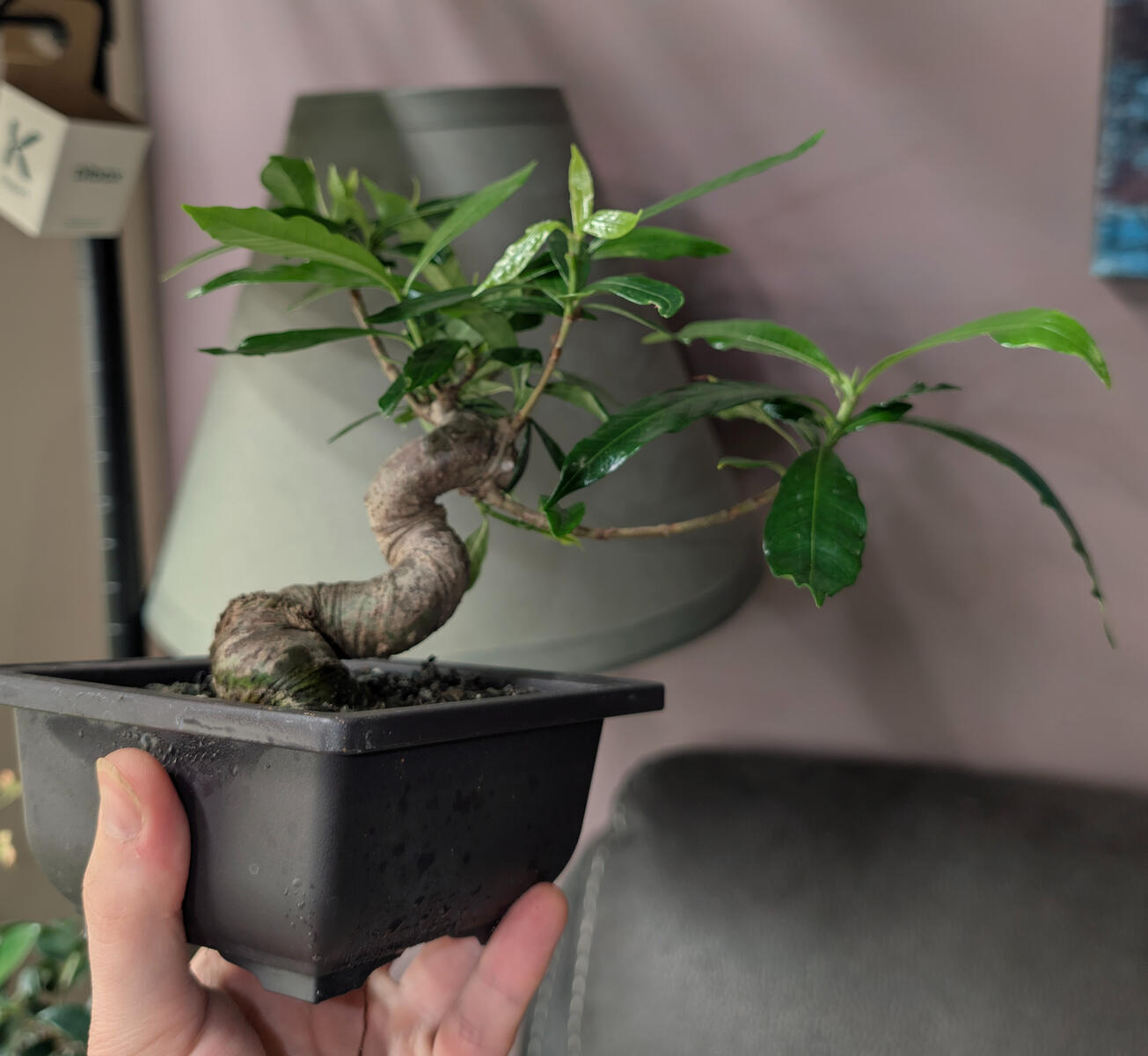 Japanese Gardenia