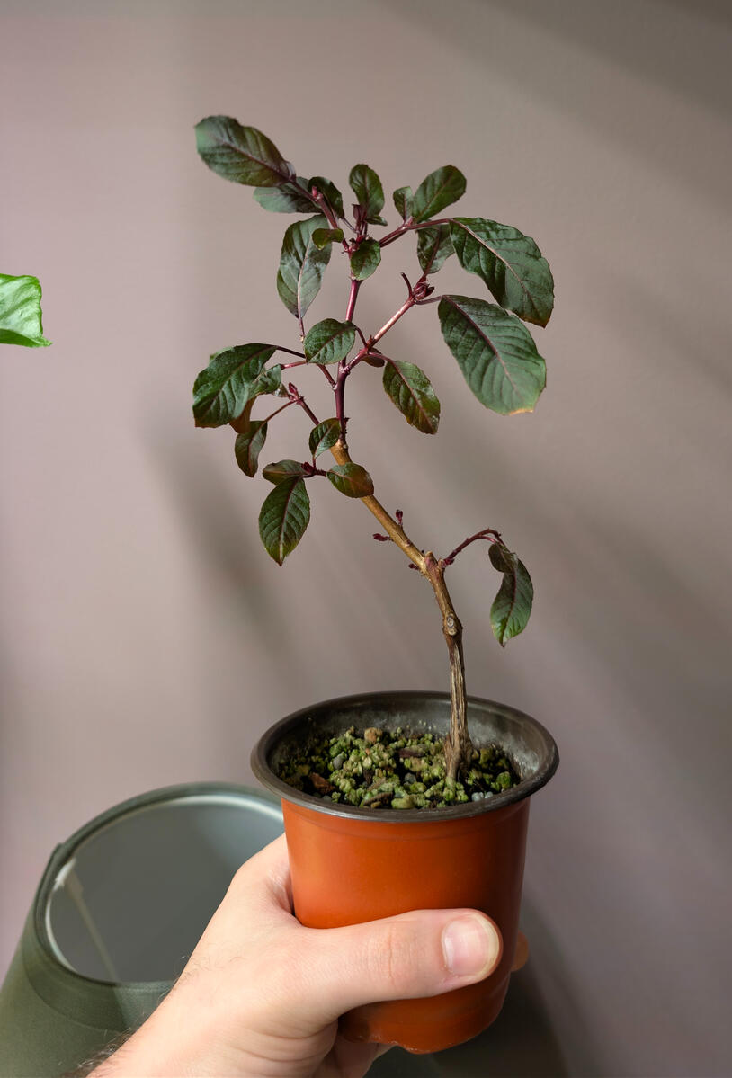 Salmon Fuchsia