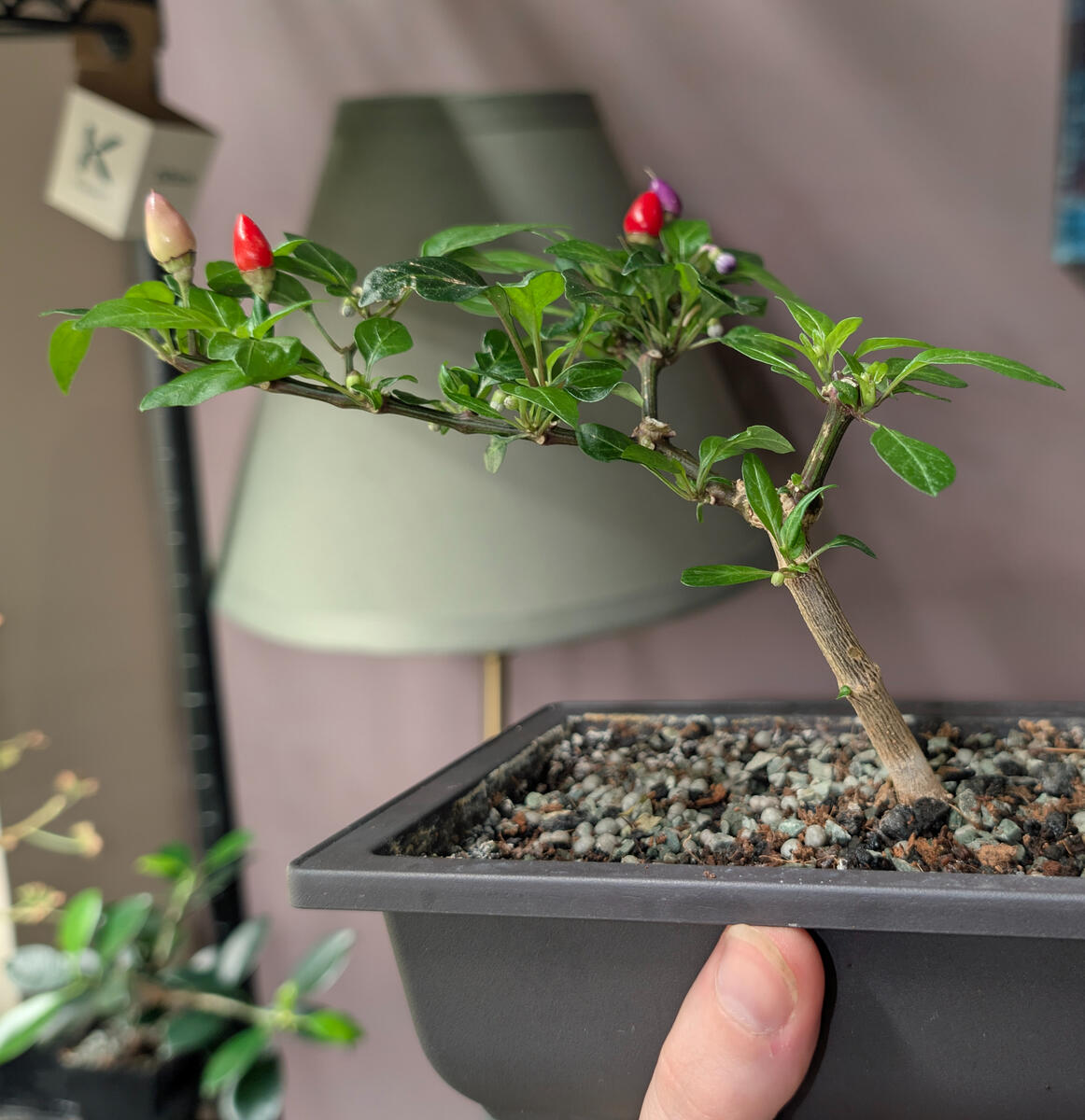 Bolivian Rainbow Pepper