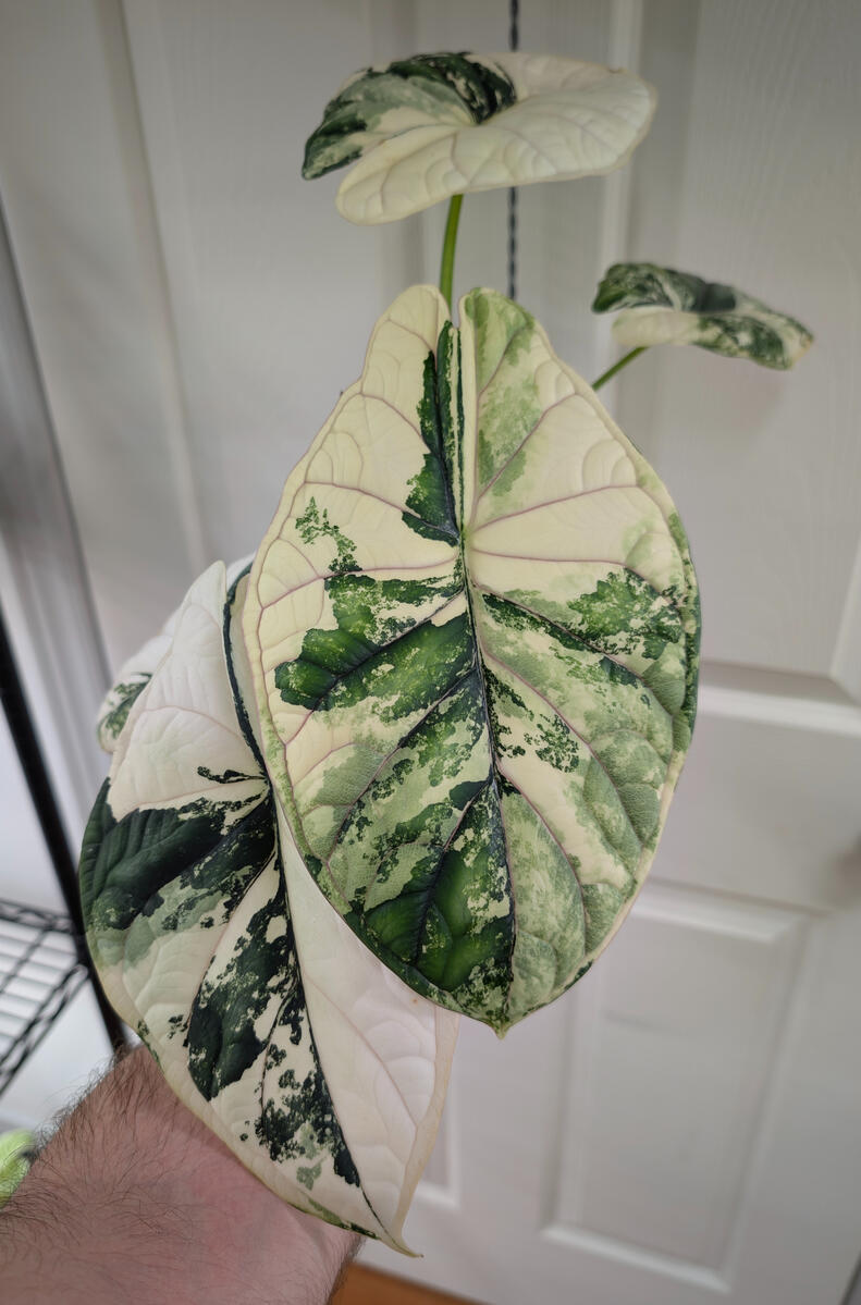 Dragon Scale Albo
