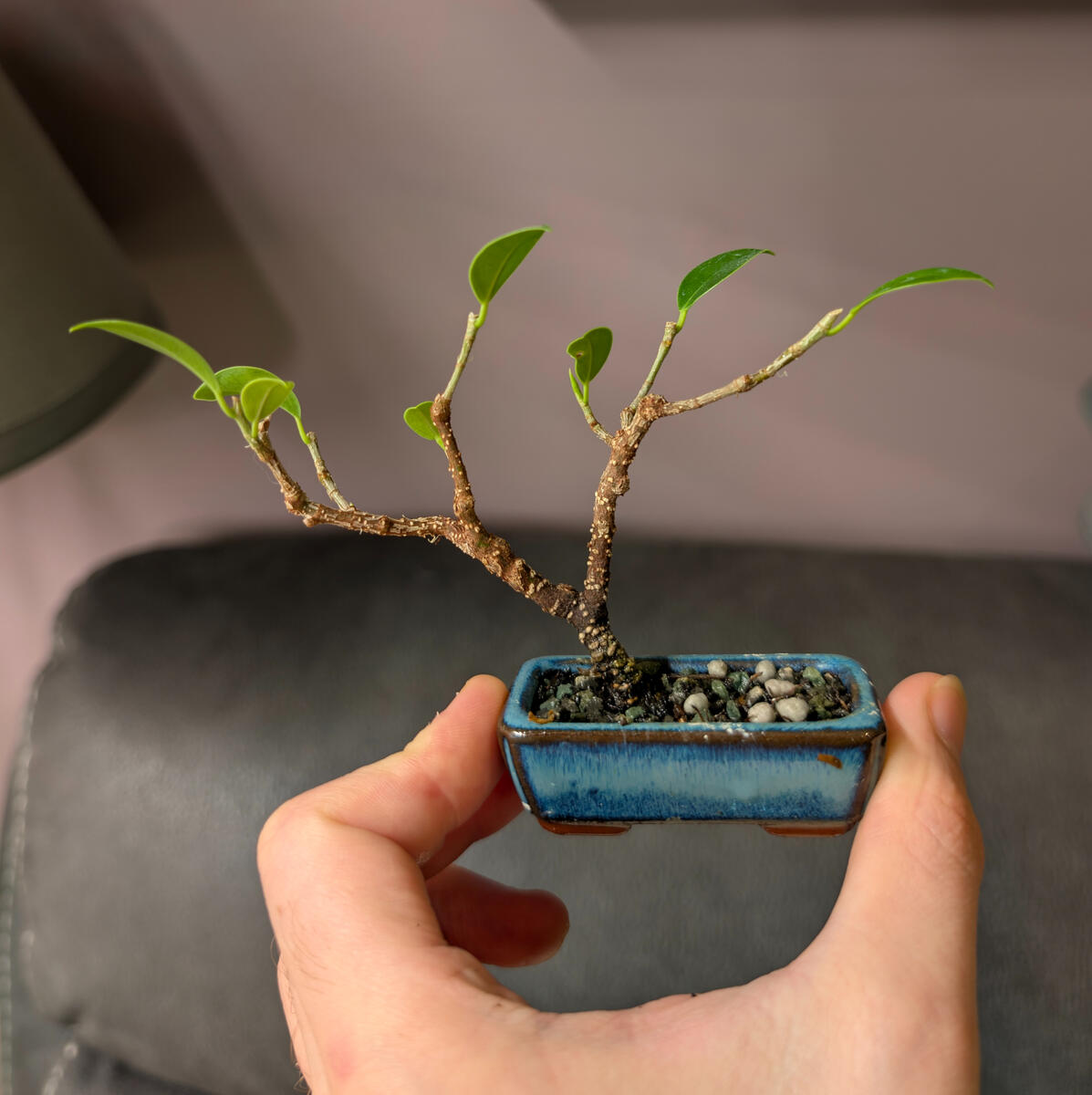 Micro Tigerbark Ficus