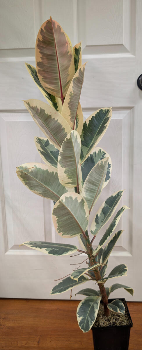 Ficus "Tineke"