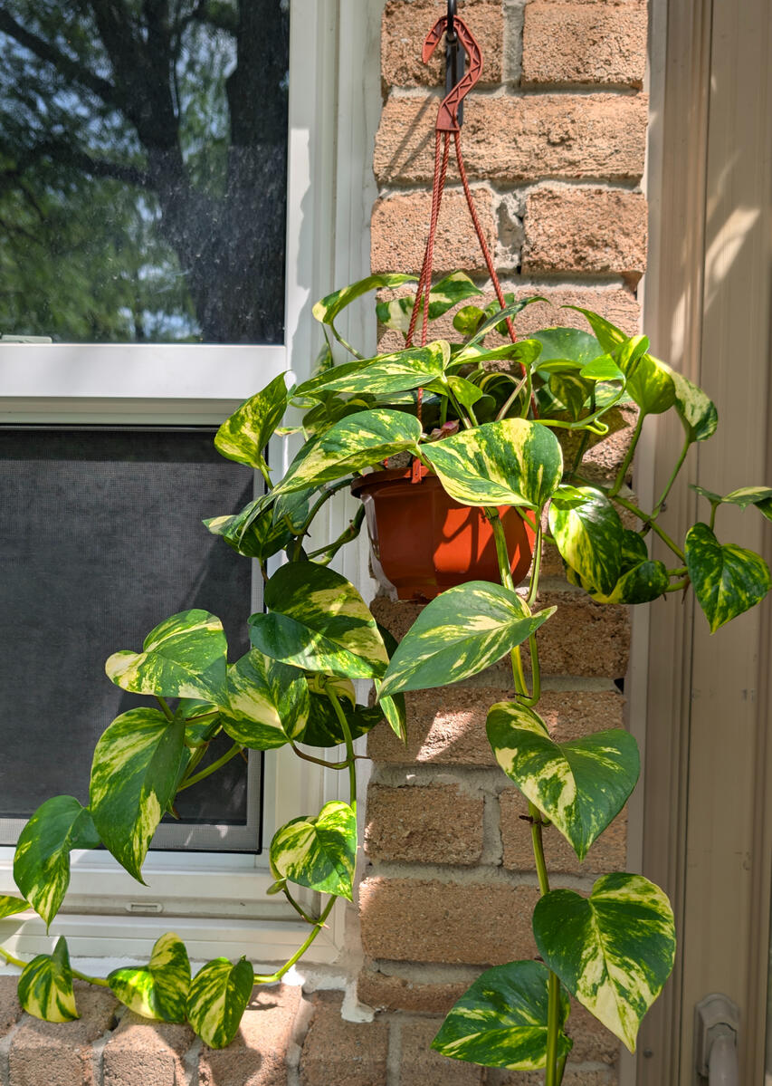 Golden Pothos Basket