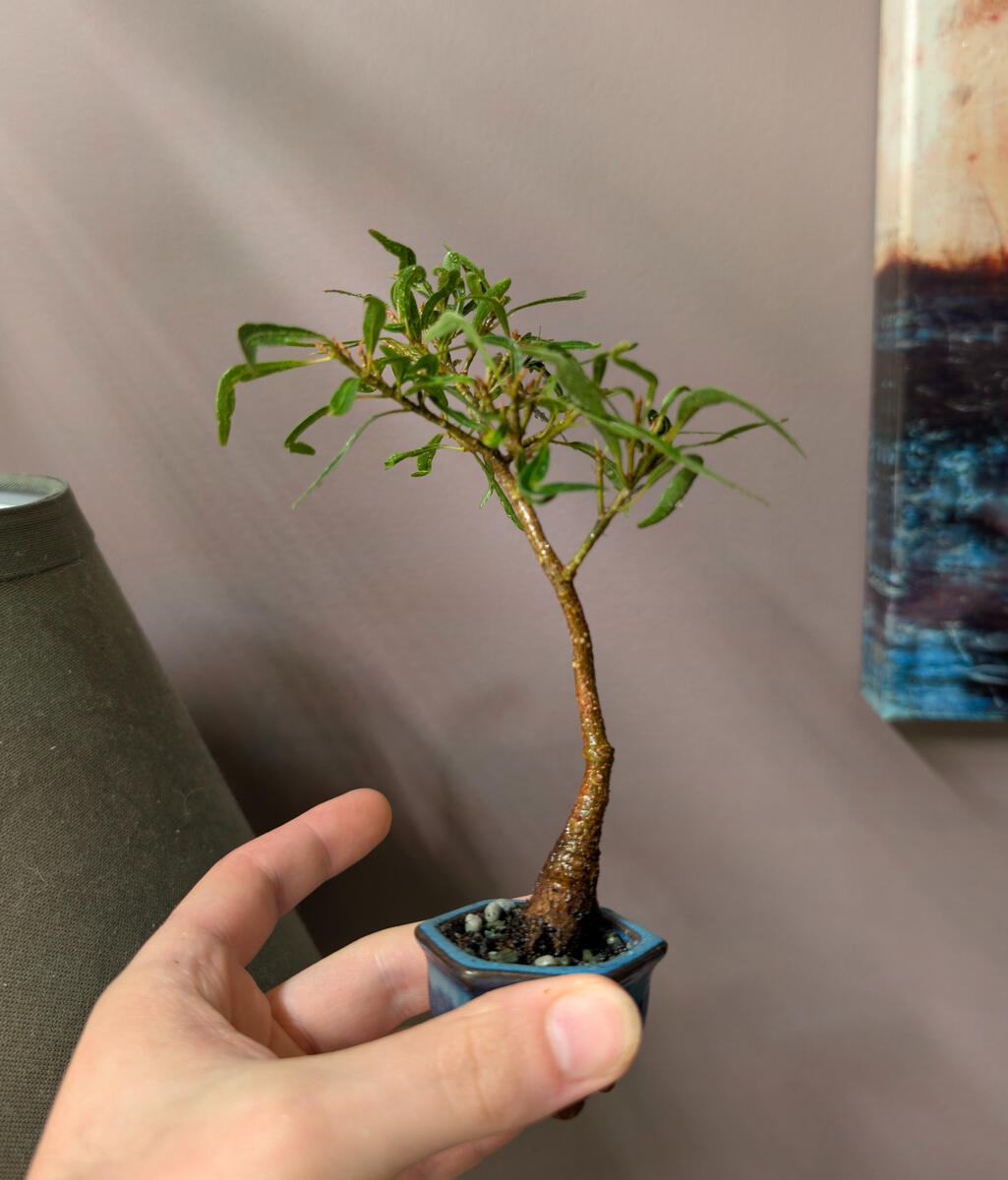 Micro Willow Leaf Ficus