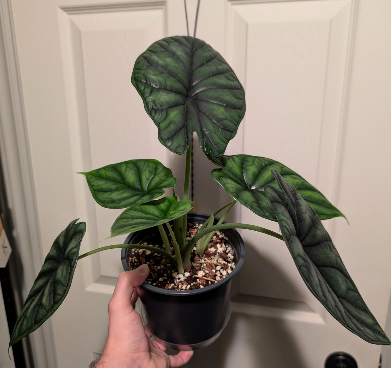 Alocasia Dragon Scale