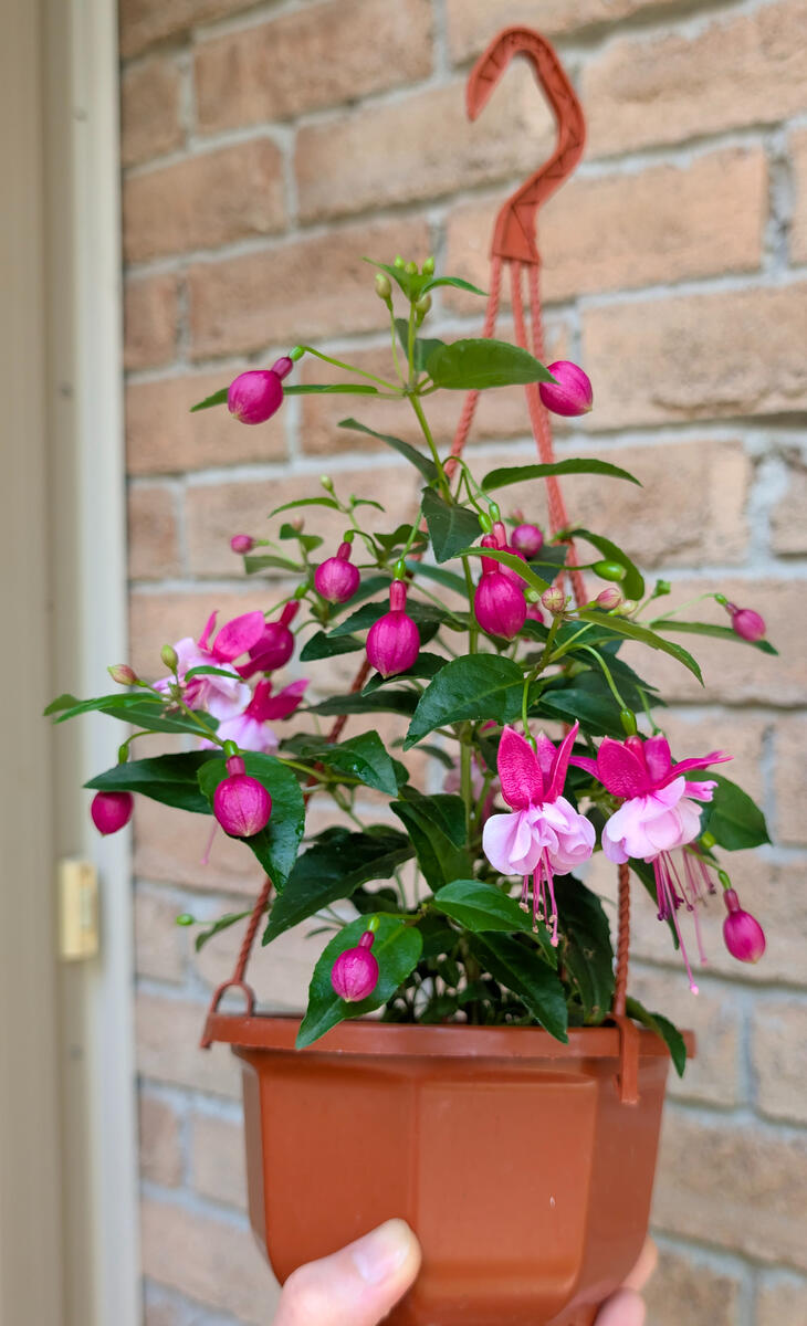 Fuchsia Basket